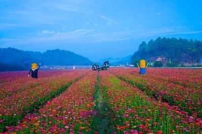 首屆中國常山國際慢城花海旅游節(jié)開幕，開啟生態(tài)旅游新篇章